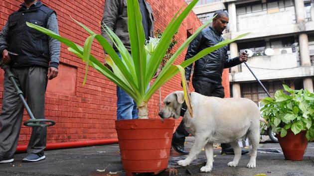 Micky, a Labrador Retriever, on the job at the Punjab mini-secretariat in Chandigarh /Hindustan Times (Anil Dayal/HT) Micky, a Labrador Retriever, on the job at the Punjab mini-secretariat in Chandigarh /Hindustan Times (Anil Dayal/HT)