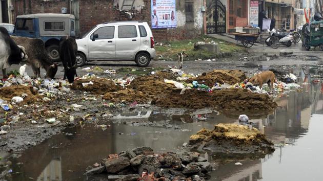 Cattle feeding on the garbage dumped at Khalsa Mohalla in Patiala. (HT Photo) Cattle feeding on the garbage dumped at Khalsa Mohalla in Patiala. (HT Photo)