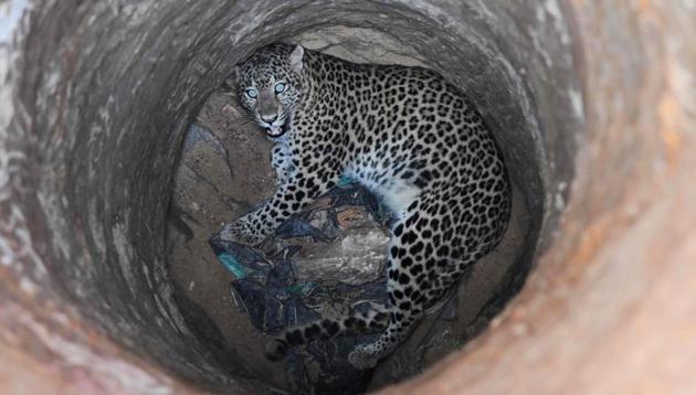 A leopard sits in a dry well before being tranquilised and rescued by Indian forest officials in a residential area of Guwahati on Wednesday.(AFP photo)