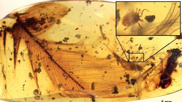 This handout picture by Nature Communication shows hard tick on a dinosaur feather preserved in 99 million-year-old Burmese amber. . (AFP Photo) This handout picture by Nature Communication shows hard tick on a dinosaur feather preserved in 99 million-year-old Burmese amber. . (AFP Photo)