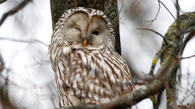 A colony of around 50 Short-eared Owl has been sighted in around 500 square meter area in Sorsan forest of Baran district, say naturalists. (Representational Photo) A colony of around 50 Short-eared Owl has been sighted in around 500 square meter area in Sorsan forest of Baran district, say naturalists. (Representational Photo)