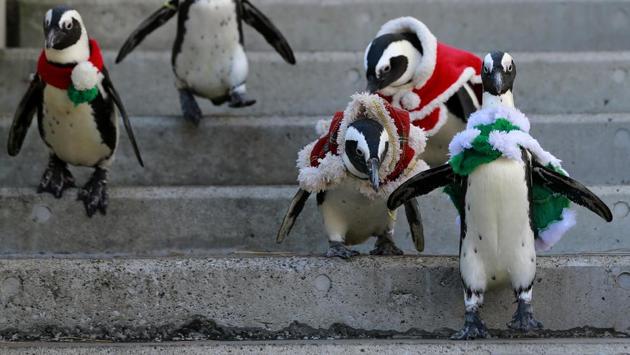African penguins, wearing red and green holiday garments, take a walk at the Hakkeijima Sea Paradise aquarium-amusement park complex in Yokohama, Tokyo on Tuesday, December 12, 2017. (Shizuo Kambayashi / AP) African penguins, wearing red and green holiday garments, take a walk at the Hakkeijima Sea Paradise aquarium-amusement park complex in Yokohama, Tokyo on Tuesday, December 12, 2017. (Shizuo Kambayashi / AP)