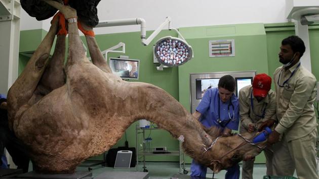A camel is brought in for a foot surgery at the Dubai Camel Hospital in Dubai, United Arab Emirates on December 11, 2017. (Satish Kumar / REUTERS) A camel is brought in for a foot surgery at the Dubai Camel Hospital in Dubai, United Arab Emirates on December 11, 2017. (Satish Kumar / REUTERS)