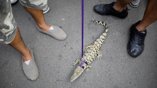 A man stands with a one-year-old pet crocodile on a leash during a gathering of a reptile lovers club during car-free day in central Jakarta, Indonesia on December 10, 2017. (Darren Whiteside / REUTERS) A man stands with a one-year-old pet crocodile on a leash during a gathering of a reptile lovers club during car-free day in central Jakarta, Indonesia on December 10, 2017. (Darren Whiteside / REUTERS)