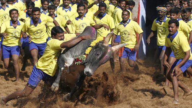 A Supreme Court-issued ban on Jallikattu had created a statewide stir last year.(AP File Photo)