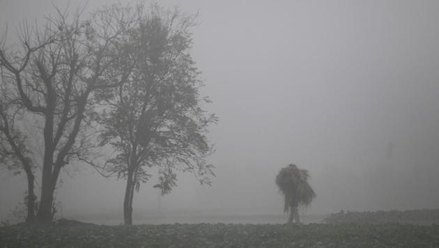 A farmer carries hay as walks across a field through heavy fog. (AP) A farmer carries hay as walks across a field through heavy fog. (AP)