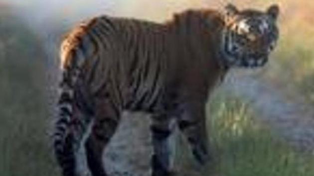 The Jharkhand forest department will use Android-based mobile application for the upcoming tiger census in Palamu Tiger Reserve (AP File Photo for representational purpose only) The Jharkhand forest department will use Android-based mobile application for the upcoming tiger census in Palamu Tiger Reserve (AP File Photo for representational purpose only)