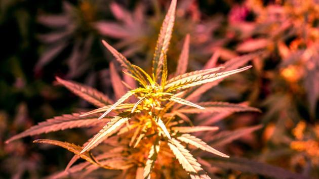 The main psychoactive ingredient in cannabis is delta-9-tetrahydrocannabinol, or THC.(Shutterstock)