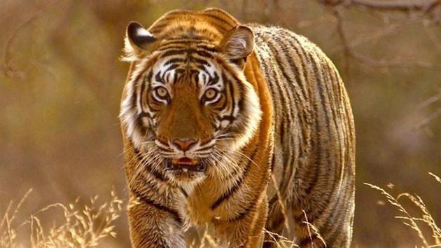 The last all-India census, occurred in 2014, pegged the number of tigers at 2,226 up from 1,706 in 2010.(HT file photo)