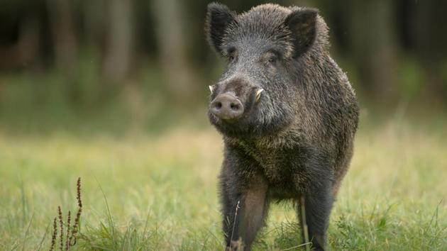 Wild boars can have a really bad temper. (Shutterstock) Wild boars can have a really bad temper. (Shutterstock)