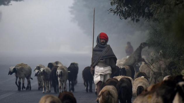 A nomad walks his herd on a smog filled winter morning in the outskirts of Dwarka in New Delhi on Sunday. (Vipin Kumar / HT Photo) 