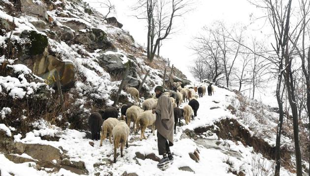 A Kashmiri shepherd leads a flock of sheep after a snowfall on the outskirts of Srinagar on December 13. (AFP) A Kashmiri shepherd leads a flock of sheep after a snowfall on the outskirts of Srinagar on December 13. (AFP)