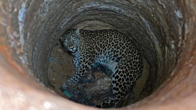 A female leopard is trapped in a dry well at a residential area in Guwahati on Wednesday. (Anuwar Hazarika / REUTERS) 