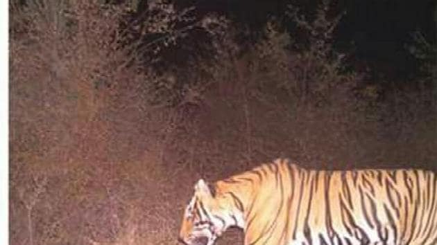 Employees of Ranthambhore Tiger Reserve, Vishdhari sanctuary and Bundi wildlife department are tracking the tiger, T-91 for the last week.(HT Photo.)