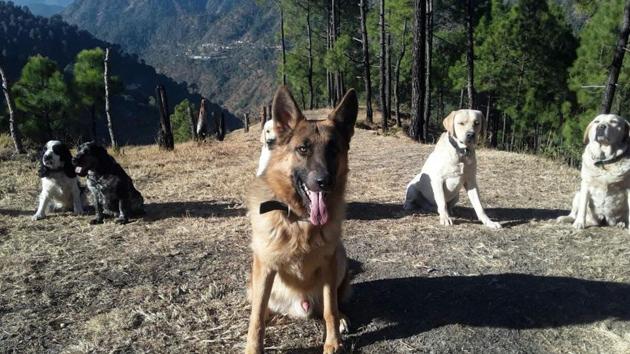The squad comprises German Shepherds, Labradors, Retrievers, Doberman and Cocker Spaniels. (HT Photo) The squad comprises German Shepherds, Labradors, Retrievers, Doberman and Cocker Spaniels. (HT Photo)
