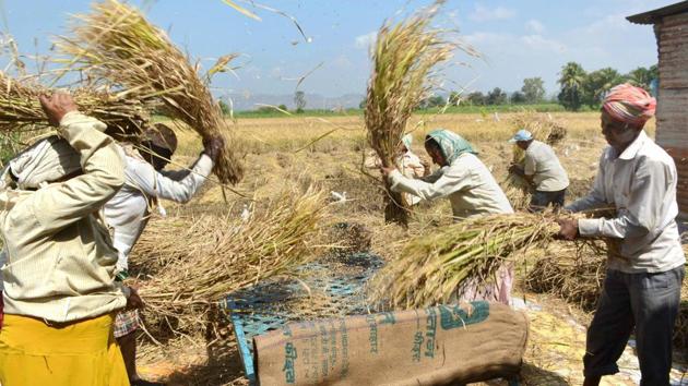 Farmers busy thrashing paddy at a field during the harvesting season in Karad, Maharashtra on November 5, 2017.(PTI) Farmers busy thrashing paddy at a field during the harvesting season in Karad, Maharashtra on November 5, 2017.(PTI)