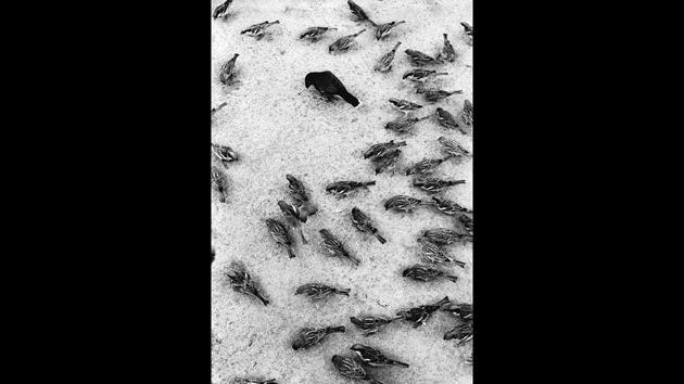 Among the sparrows, Delhi, 1968. Rai liked the simple oddities in composition, often reflected in portraits of subjects that were never in the eye of mainstream news and politics. (Raghu Rai / Magnum Photos) Among the sparrows, Delhi, 1968. Rai liked the simple oddities in composition, often reflected in portraits of subjects that were never in the eye of mainstream news and politics. (Raghu Rai / Magnum Photos)