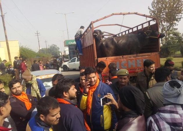 Hindu Yuva Vahini activists with a truck laden with cattle. (HT Photo) Hindu Yuva Vahini activists with a truck laden with cattle. (HT Photo)