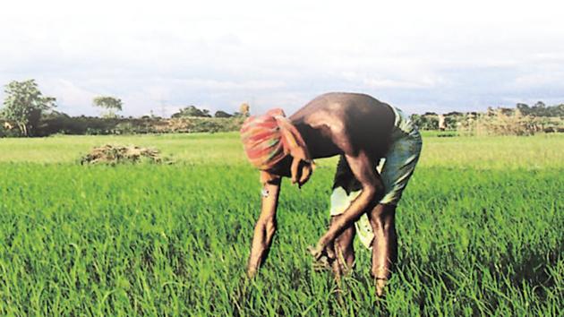 There is a structural crisis in Indian agriculture. Growing fragmentation of land holdings, environmentally unsustainable practices in groundwater and fertiliser use, and climate change are some such factors. Indian farmers do not have income protection or social security cover unlike their counterparts in the west. (AFP) There is a structural crisis in Indian agriculture. Growing fragmentation of land holdings, environmentally unsustainable practices in groundwater and fertiliser use, and climate change are some such factors. Indian farmers do not have income protection or social security cover unlike their counterparts in the west. (AFP)