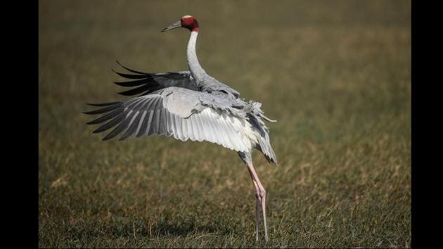 Photos: Beautiful migratory birds flock at the Dhanauri wetland ...