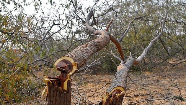 A PIL filed in the high court said members appointed to the tree authority were not qualified to be on it (HT PHOTO) A PIL filed in the high court said members appointed to the tree authority were not qualified to be on it (HT PHOTO)