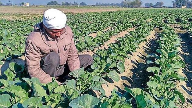 A farmers working in a cauliflower field in Malerkotla.(HT Photo)