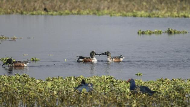 Northern shovelers seen in Dhanauri wetland, Greater Noida. While they breed generally in Europe, Asia and across most of North America, these common and widespread ducks spend their winters in southern Europe, Africa, the Indian subcontinent and South-East Asia. (Burhaan Kinu / HT Photo)