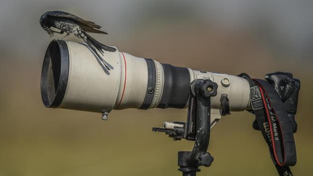 Enjoying a moment on our photographer’s camera, the Black drongo is a resident breeder found in Iran, India, Sri Lanka, China and Indonesia. (Burhaan Kinu / HT Photo)
