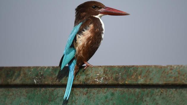 The white throated Kingfisher ,distributed throughout Asia is mostly a resident species, while some of its population travels short distances in search of prey. (Burhaan Kinu / HT Photo)