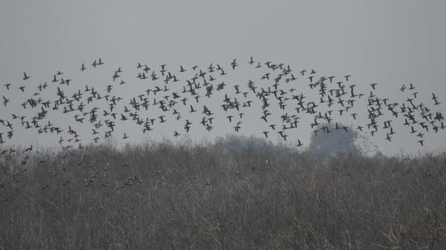 A flock of Waterfowls seen above the Dhanauri wetland in Greater Noida. Some migratory birds spotted in the past at this wetland include the Northern shoveler, European roller, Bristled grassbird, Common teal and the Northern pintail. (Burhaan Kinu / HT Photo)
