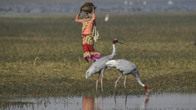 According to environmentalists, the population of the Sarus crane --known for its trumpet and height, has been under a steady decline due to the boom in the housing sector. (Burhaan Kinu / HT Photo)