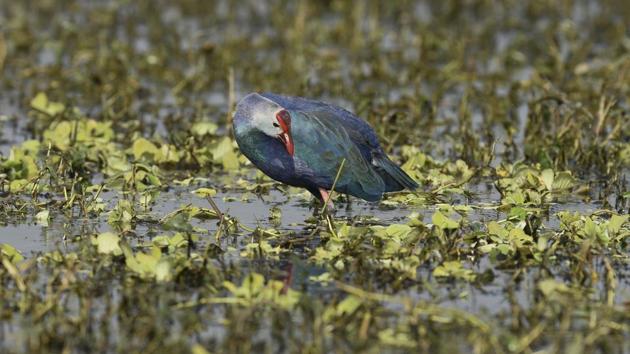 The Purple swamhen, inspite of its bulky weight, is an accomplished flier and swimmer for a bird that doesn’t have webbed feet. It is mainly found in Australia, New Guinea and New Zealand. (Burhaan Kinu / HT Photo)
