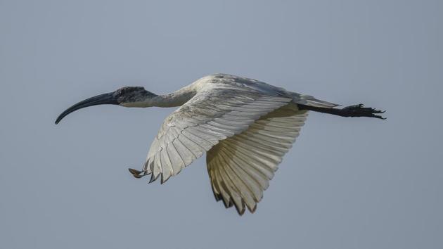 The Black-headed Ibis spotted near the Dhanauri wetland. A resident breeder of northern India, Bangladesh, Nepal and Sri Lanka, it usually flocks near marshy wetlands. (Burhaan Kinu / HT Photo)