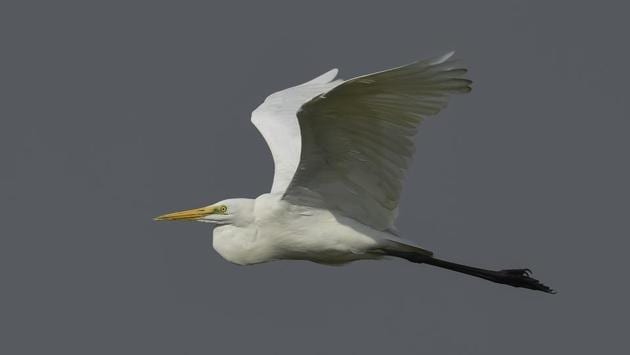 The Great egret, also known as the common egret, is largely spotted in Asia, Africa, the Americas and Europe. Several factors determine the number and arrival of migratory birds including the changing climate, urban pollution and availability of food and suitable habitat and poaching among others. (Burhaan Kinu / HT Photo)