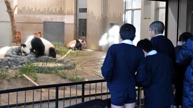 Schoolchildren look into an enclosure holding Xiang Xiang (R) and her mother Shin Shin (L) at Ueno Zoo in Tokyo on December 18, 2017. The panda toddler, small enough at birth to fit in the palm of a hand, now has typical panda markings and weighs around 12 kilograms. Her name, written with the Chinese character for fragrant, was chosen from more than 322,000 suggestions submitted by the public. (AFP) Schoolchildren look into an enclosure holding Xiang Xiang (R) and her mother Shin Shin (L) at Ueno Zoo in Tokyo on December 18, 2017. The panda toddler, small enough at birth to fit in the palm of a hand, now has typical panda markings and weighs around 12 kilograms. Her name, written with the Chinese character for fragrant, was chosen from more than 322,000 suggestions submitted by the public. (AFP)