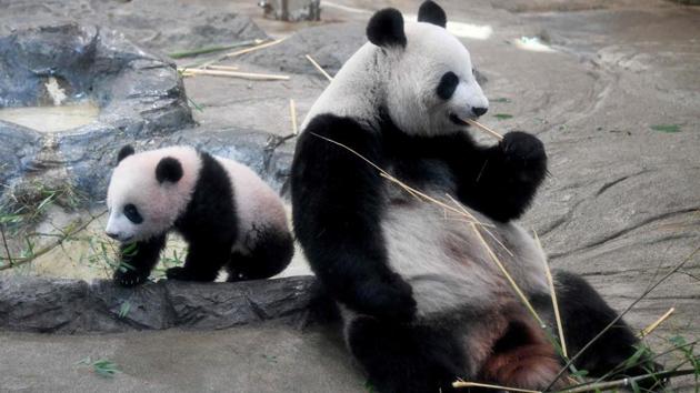 Xiang Xiang (L) and mother Shin Shin (R) in their enclosure during a press preview at Ueno Zoo in Tokyo. Shin Shin and her partner, Ri Ri, arrived from China in February 2011 and went on view soon after the following month’s devastating earthquake, offering a scrap of good news for an anguished nation. (Toru Yamanaka / AFP) Xiang Xiang (L) and mother Shin Shin (R) in their enclosure during a press preview at Ueno Zoo in Tokyo. Shin Shin and her partner, Ri Ri, arrived from China in February 2011 and went on view soon after the following month’s devastating earthquake, offering a scrap of good news for an anguished nation. (Toru Yamanaka / AFP)