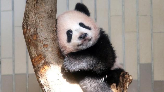 Tokyo’s new idol, Shan Shan or Xiang Xiang, the longest-surviving baby panda in nearly three decades at Tokyo’s Ueno Zoo munched on bamboo and cuddled with her mother, Shin Shin, while adoring visitors squealed, “She’s cute,” and took pictures during her public debut after turning six-months old. (Yoshikazu Tsuno / REUTERS) Tokyo’s new idol, Shan Shan or Xiang Xiang, the longest-surviving baby panda in nearly three decades at Tokyo’s Ueno Zoo munched on bamboo and cuddled with her mother, Shin Shin, while adoring visitors squealed, “She’s cute,” and took pictures during her public debut after turning six-months old. (Yoshikazu Tsuno / REUTERS)