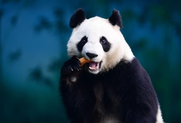 Chinese firm turns panda poop into toilet paper | World News