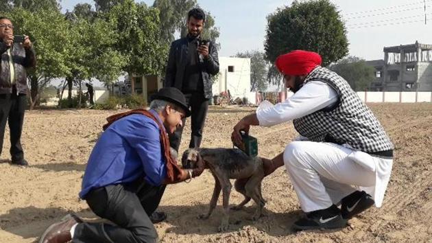 Director general (archaeology and museums) Praveen Kumar treating a stray dog at the police lines in Sirsa. (HT Photo) Director general (archaeology and museums) Praveen Kumar treating a stray dog at the police lines in Sirsa. (HT Photo)