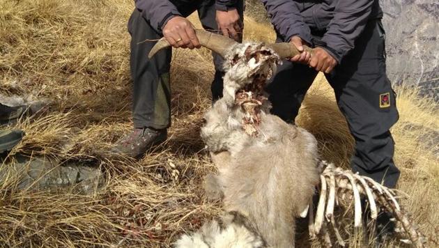 A search team had found a carcass of a sheep during trekking at Kedar Tal. (HT Photo) A search team had found a carcass of a sheep during trekking at Kedar Tal. (HT Photo)
