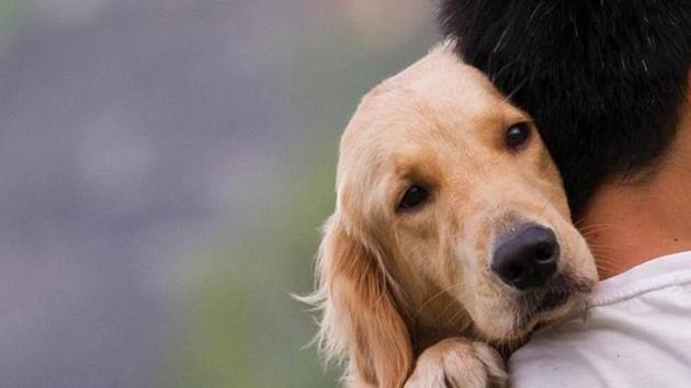 When eaten by dogs, chocolate in small doses can cause vomiting or diarrhoea. (Shutterstock) When eaten by dogs, chocolate in small doses can cause vomiting or diarrhoea. (Shutterstock)