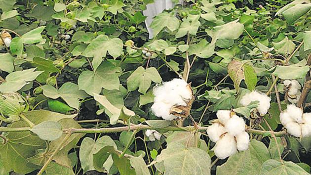 A cotton farm. (HT File Photo) A cotton farm. (HT File Photo)
