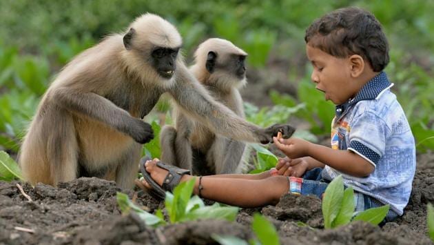 His unusual friendship with these terrestrial primates was first spotted when he was found playing with nearly two dozen gray langurs alone. (Manjunath Kiran / AFP)