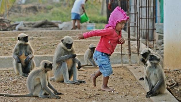 The relationship piqued local interest, and soon people began visiting Samarth’s house to catch a glimpse of young toddler tottering around the farm with several langurs in tow. (Manjunath Kiran / AFP)