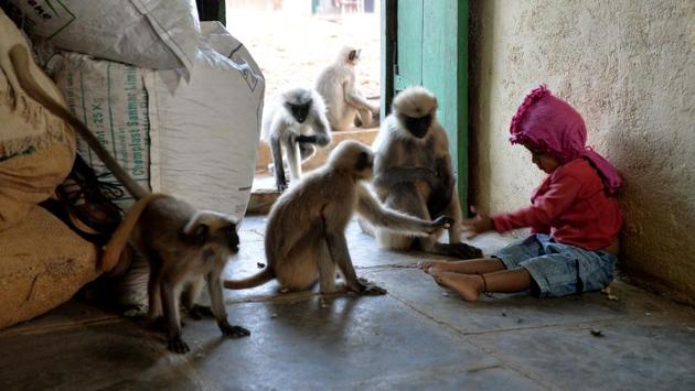 According to his uncle, Samarth is now a local legend due to his “special bond” with the monkeys, whose sounds he mimics even though he cannot speak yet. (Manjunath Kiran / AFP)