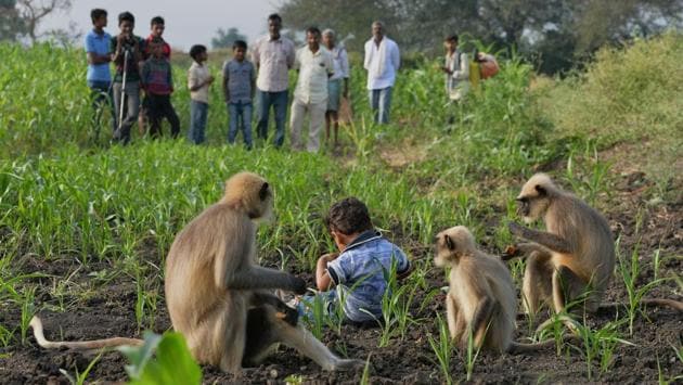 Villagers watch Samarth feed langurs in a field near his home in Allapur. “Everyone thinks that he is special and they are communicating with each other, and can understand what is being said,” Reddy said. (Manjunath Kiran / AFP)
