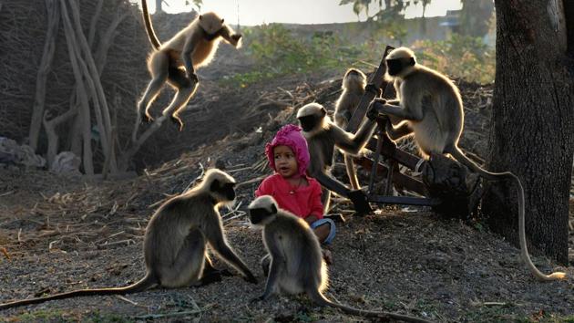 Samarth Bangari, 2, sits among langurs in a field near his home in Allapur in Karnataka. While he is still too young to talk, Samarth has become a subject of local intrigue after befriending a gang of monkeys –reminiscent of the famous character ‘Mowgli’ portrayed by Rudyward Kipling in ‘ The Jungle Book,’ about a boy who grew up in the wild in India. (Manjunath Kiran / AFP)