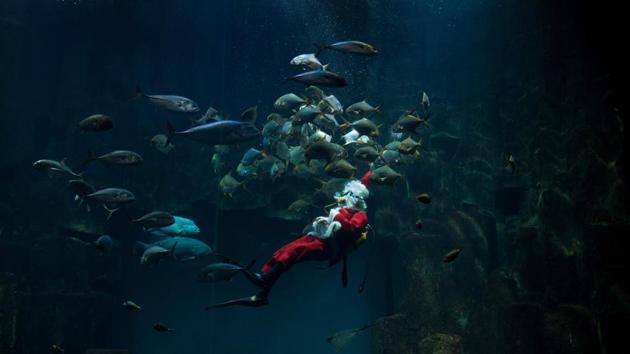 Santa Claus gets a closer look at the fish on view during a dive in the Paris aquarium on December 21, 2017. (Alain Jocard / AFP) Santa Claus gets a closer look at the fish on view during a dive in the Paris aquarium on December 21, 2017. (Alain Jocard / AFP)