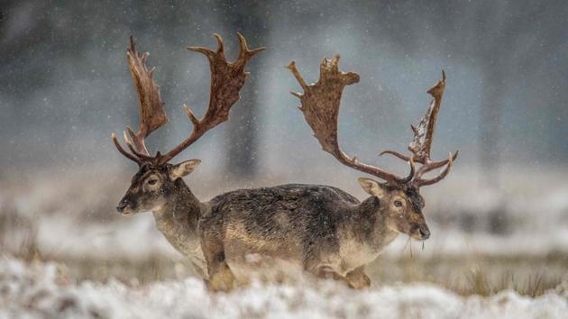 Fallow deer caught in a field as snow falls near Moerfelden-Walldorf, Germany on December 18, 2017. (Boris Roessler / dpa / AFP) Fallow deer caught in a field as snow falls near Moerfelden-Walldorf, Germany on December 18, 2017. (Boris Roessler / dpa / AFP)