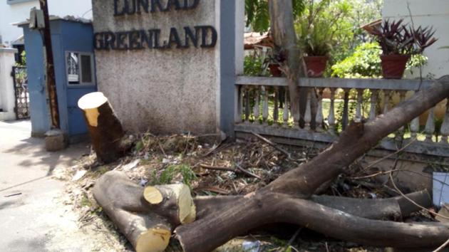 The tree near Datta Mandir chowk in Vimannagar which was found to be chopped off.(HT PHOTO)